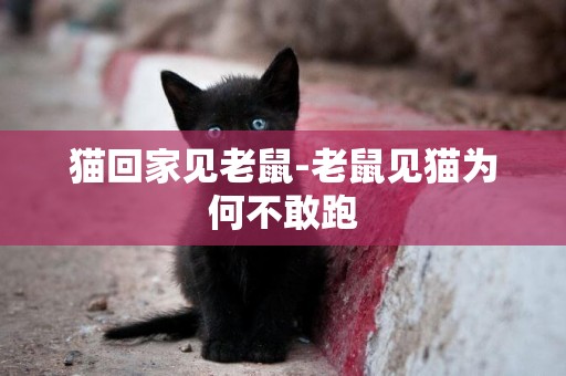 貓回家見老鼠-老鼠見貓為何不敢跑