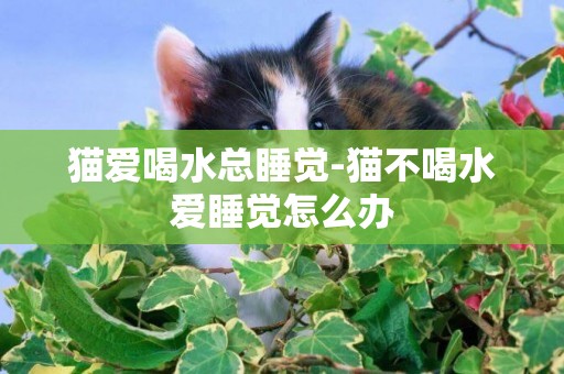 貓愛喝水總睡覺-貓不喝水愛睡覺怎么辦