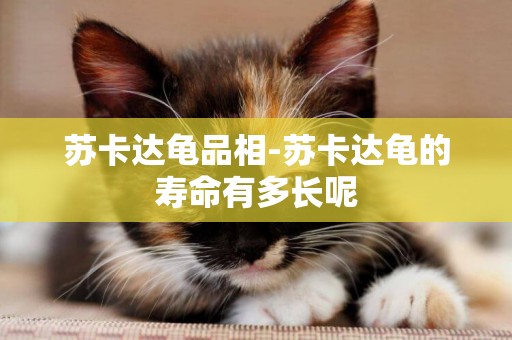 蘇卡達龜品相-蘇卡達龜的壽命有多長呢