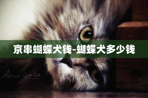 京串蝴蝶犬錢-蝴蝶犬多少錢