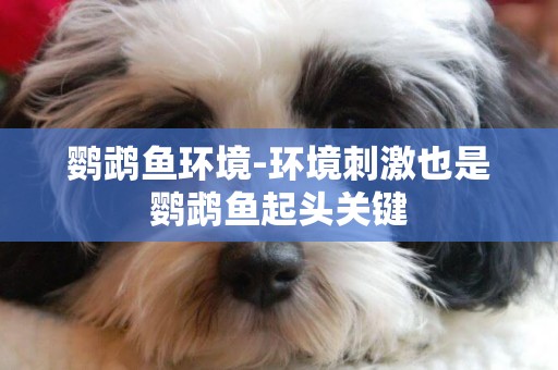 鸚鵡魚環境-環境刺激也是鸚鵡魚起頭關鍵