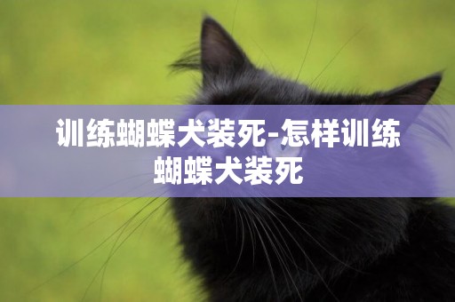 訓練蝴蝶犬裝死-怎樣訓練蝴蝶犬裝死