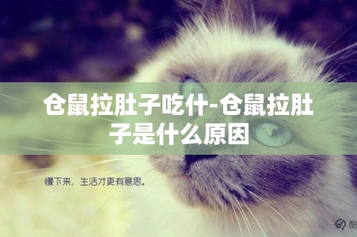 倉鼠拉肚子吃什-倉鼠拉肚子是什么原因