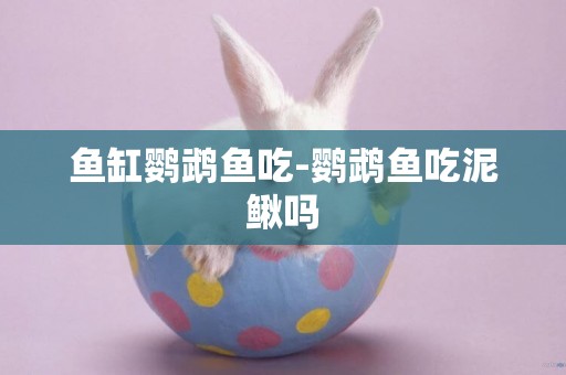 魚缸鸚鵡魚吃-鸚鵡魚吃泥鰍嗎