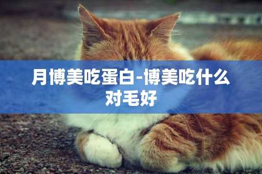 月博美吃蛋白-博美吃什么對毛好