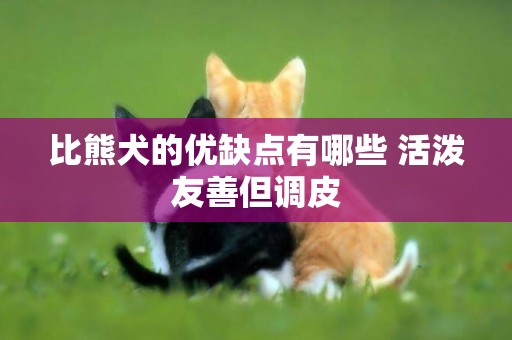 比熊犬的優缺點有哪些 活潑友善但調皮