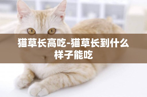 貓草長高吃-貓草長到什么樣子能吃