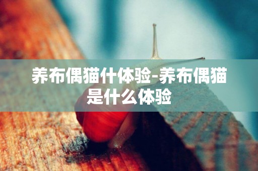 養布偶貓什體驗-養布偶貓是什么體驗