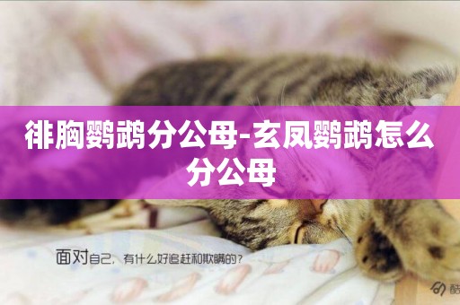 徘胸鸚鵡分公母-玄鳳鸚鵡怎么分公母