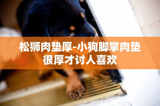 松獅肉墊厚-小狗腳掌肉墊很厚才討人喜歡
