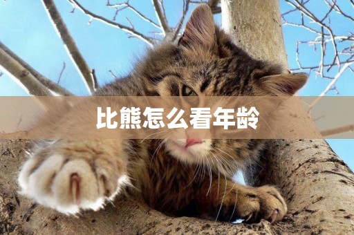 比熊怎么看年齡
