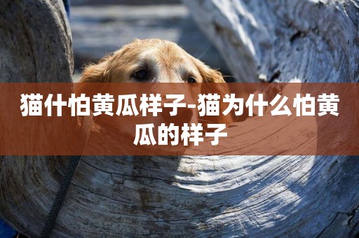 貓什怕黃瓜樣子-貓為什么怕黃瓜的樣子