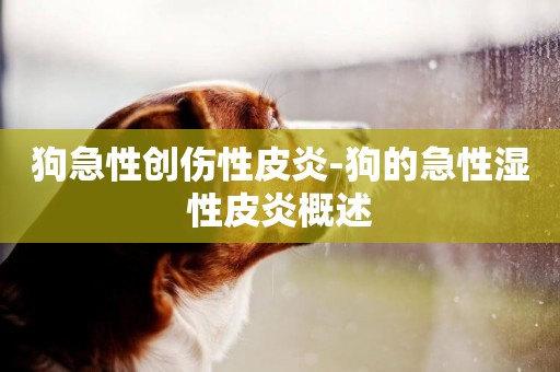 狗急性創傷性皮炎-狗的急性濕性皮炎概述