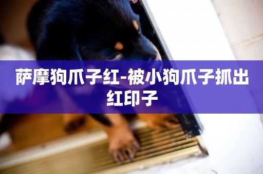 薩摩狗爪子紅-被小狗爪子抓出紅印子