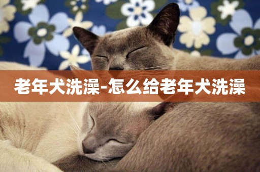 老年犬洗澡-怎么給老年犬洗澡