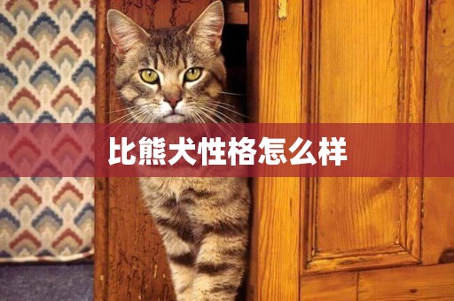 比熊犬性格怎么樣
