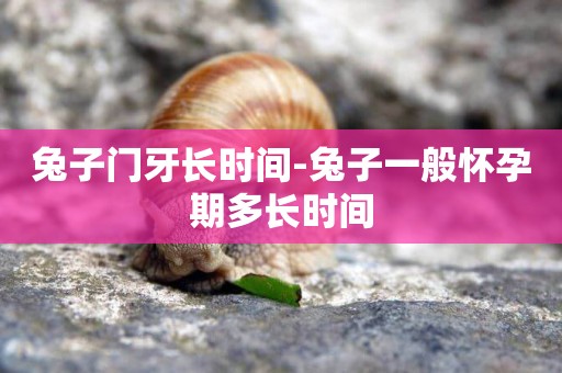 兔子門牙長時間-兔子一般懷孕期多長時間