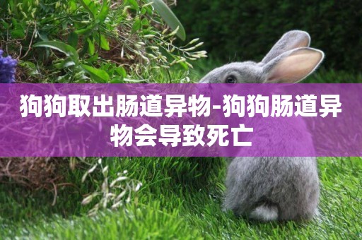 狗狗取出腸道異物-狗狗腸道異物會導致死亡