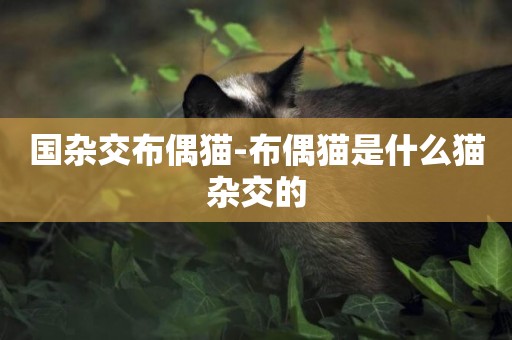 國雜交布偶貓-布偶貓是什么貓雜交的