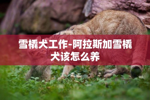 雪橇犬工作-阿拉斯加雪橇犬該怎么養