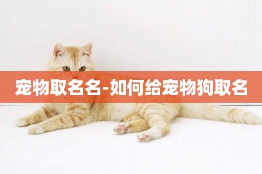 寵物取名名-如何給寵物狗取名