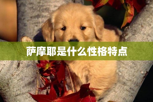 薩摩耶是什么性格特點