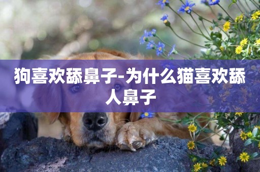 狗喜歡舔鼻子-為什么貓喜歡舔人鼻子