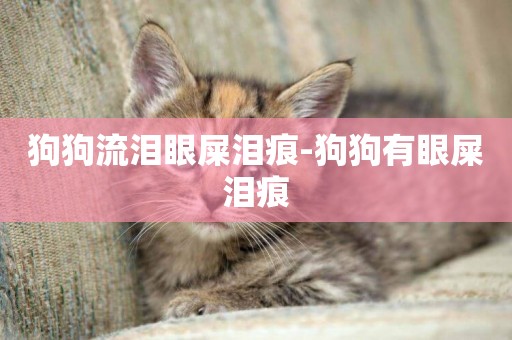 狗狗流淚眼屎淚痕-狗狗有眼屎淚痕