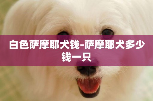 白色薩摩耶犬錢-薩摩耶犬多少錢一只