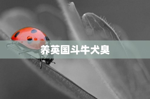 養英國斗牛犬臭