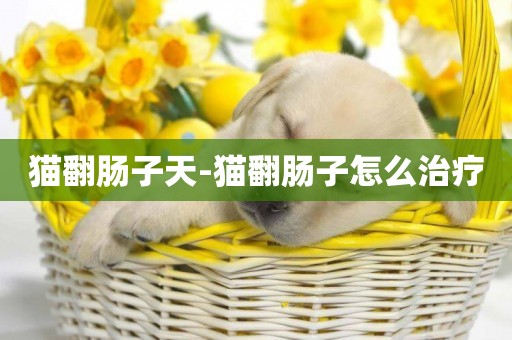 貓翻腸子天-貓翻腸子怎么治療