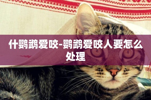什鸚鵡愛咬-鸚鵡愛咬人要怎么處理