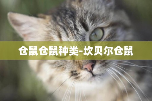 倉鼠倉鼠種類-坎貝爾倉鼠