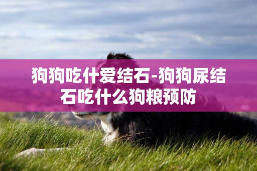 狗狗吃什愛結石-狗狗尿結石吃什么狗糧預防