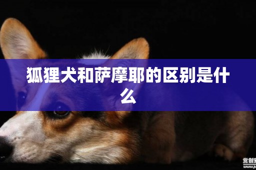 狐貍犬和薩摩耶的區別是什么