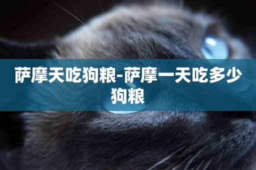 薩摩天吃狗糧-薩摩一天吃多少狗糧