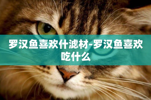 羅漢魚喜歡什濾材-羅漢魚喜歡吃什么