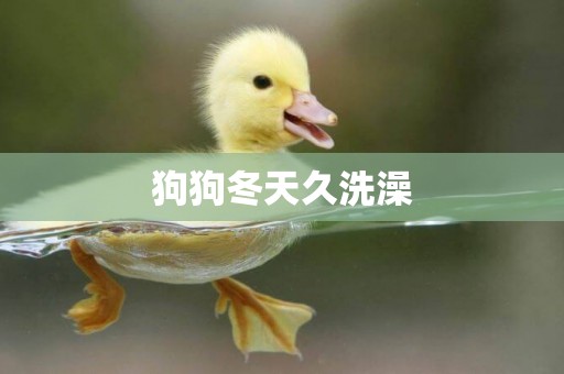 狗狗冬天久洗澡