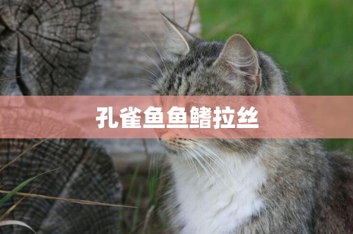 孔雀魚魚鰭拉絲