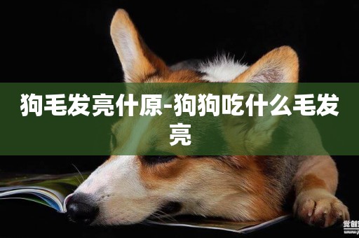 狗毛發亮什原-狗狗吃什么毛發亮