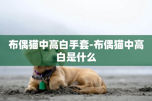 布偶貓中高白手套-布偶貓中高白是什么