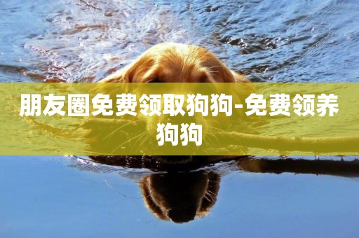 朋友圈免費領取狗狗-免費領養狗狗