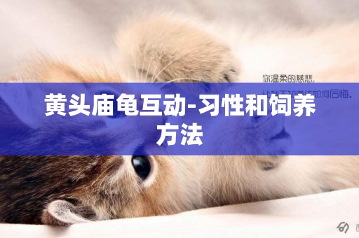 黃頭廟龜互動-習性和飼養方法