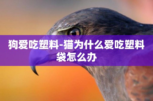 狗愛吃塑料-貓為什么愛吃塑料袋怎么辦
