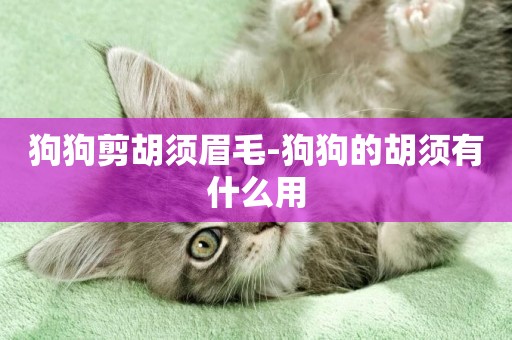 狗狗剪胡須眉毛-狗狗的胡須有什么用