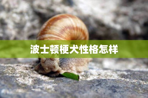 波士頓梗犬性格怎樣