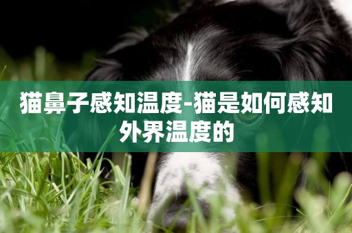 貓鼻子感知溫度-貓是如何感知外界溫度的