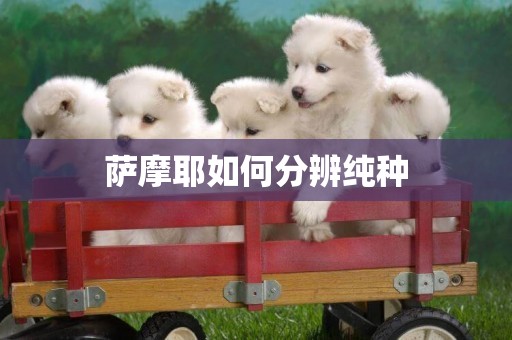 薩摩耶如何分辨純種