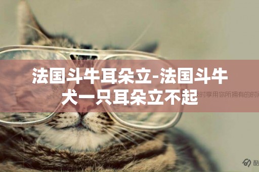 法國斗牛耳朵立-法國斗牛犬一只耳朵立不起