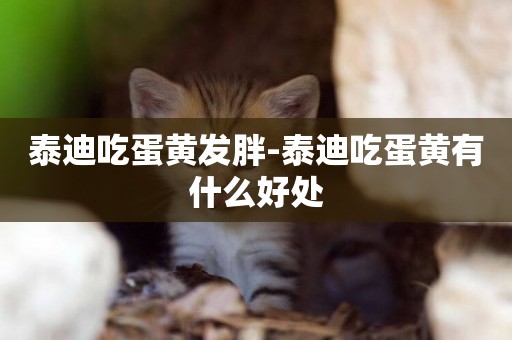 泰迪吃蛋黃發胖-泰迪吃蛋黃有什么好處